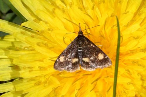 Réf. 181 610 : Pyrausta aurata